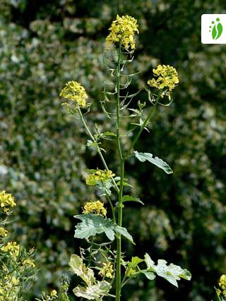 brassica alba