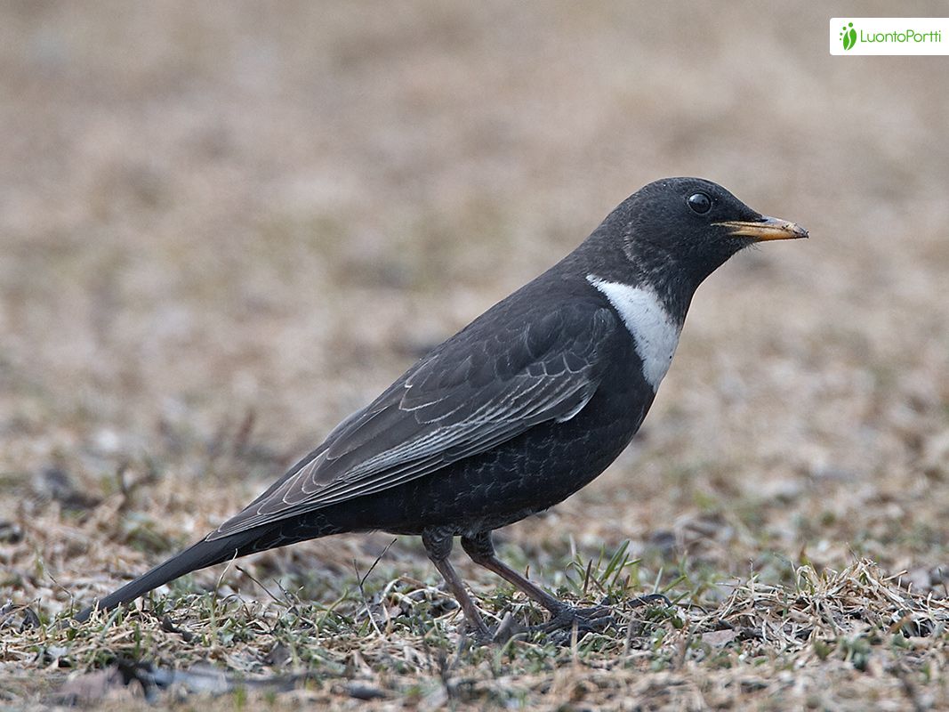 Ring Ouzel, Turdus torquatus Birds NatureGate