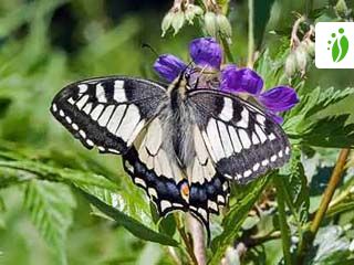 Ritariperhonen, Papilio machaon - Perhoset - LuontoPortti