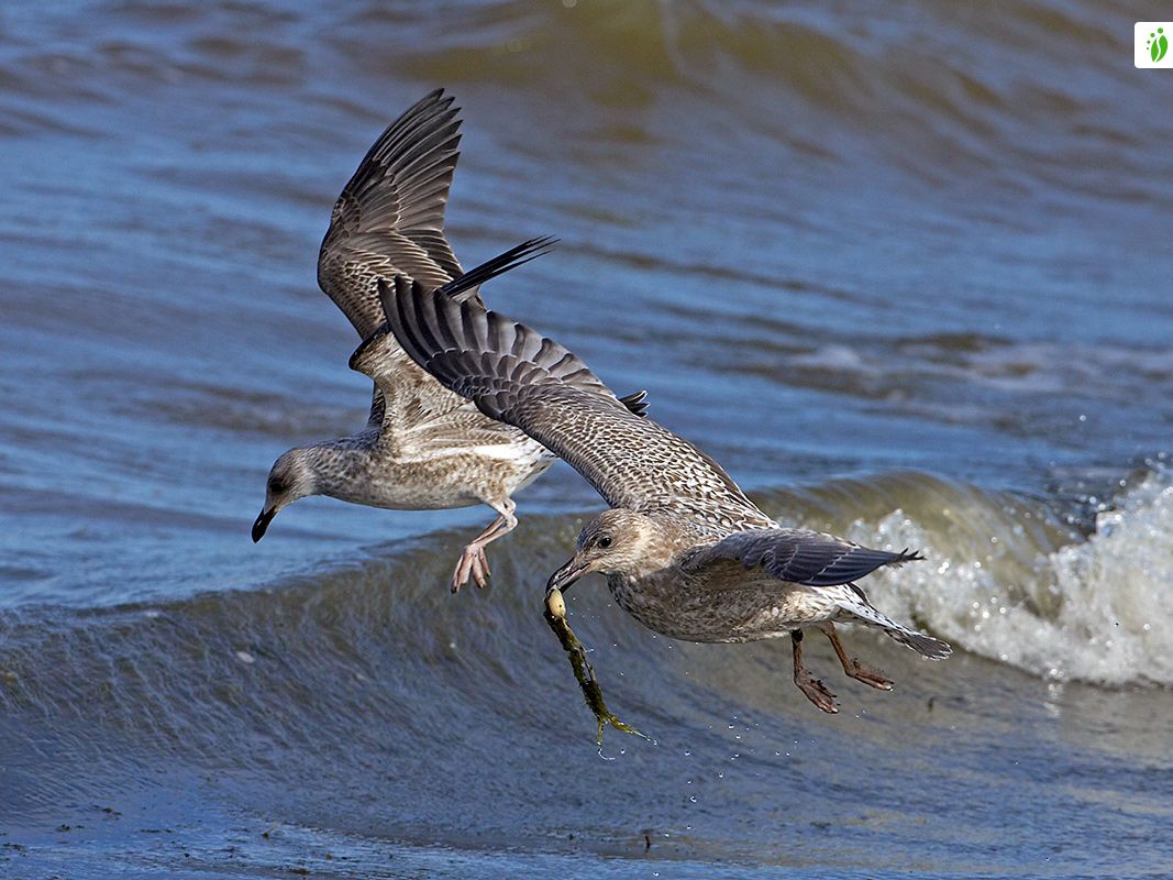 gaviota argéntea volando