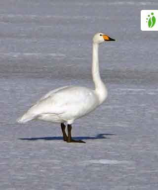 Laulujoutsen, Cygnus cygnus - Linnut - LuontoPortti