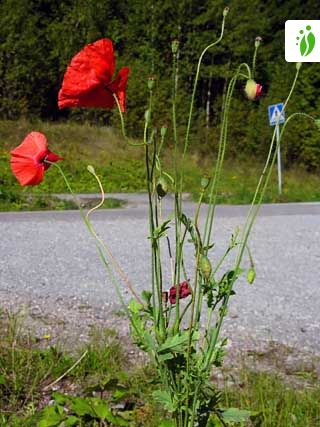 Papaver rhoeas (Flanders Poppy)