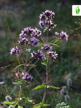 marjoram flowers