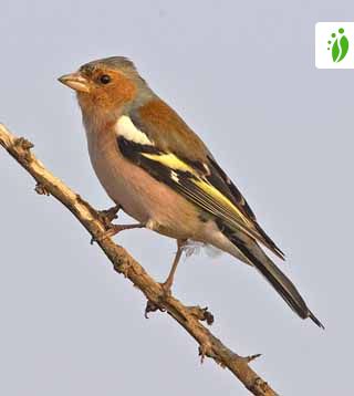 Peippo, Fringilla coelebs - Linnut - LuontoPortti