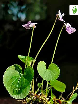 Violeta de pantano, Viola palustris - Flores - NatureGate