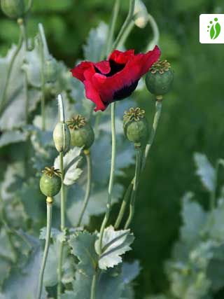 Opium Poppy, Papaver somniferum - Flowers -