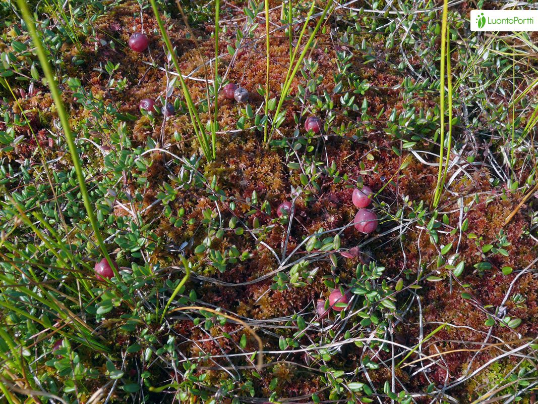 Vaccinium oxycoccos - Flores - NatureGate