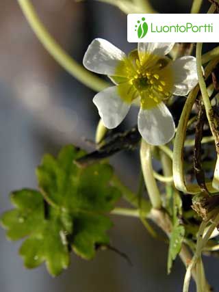 Renoncule aquatique, Ranunculus aquatilis - Fleurs - NatureGate