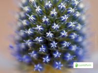 Cardo azul, Eryngium planum - Flores - NatureGate