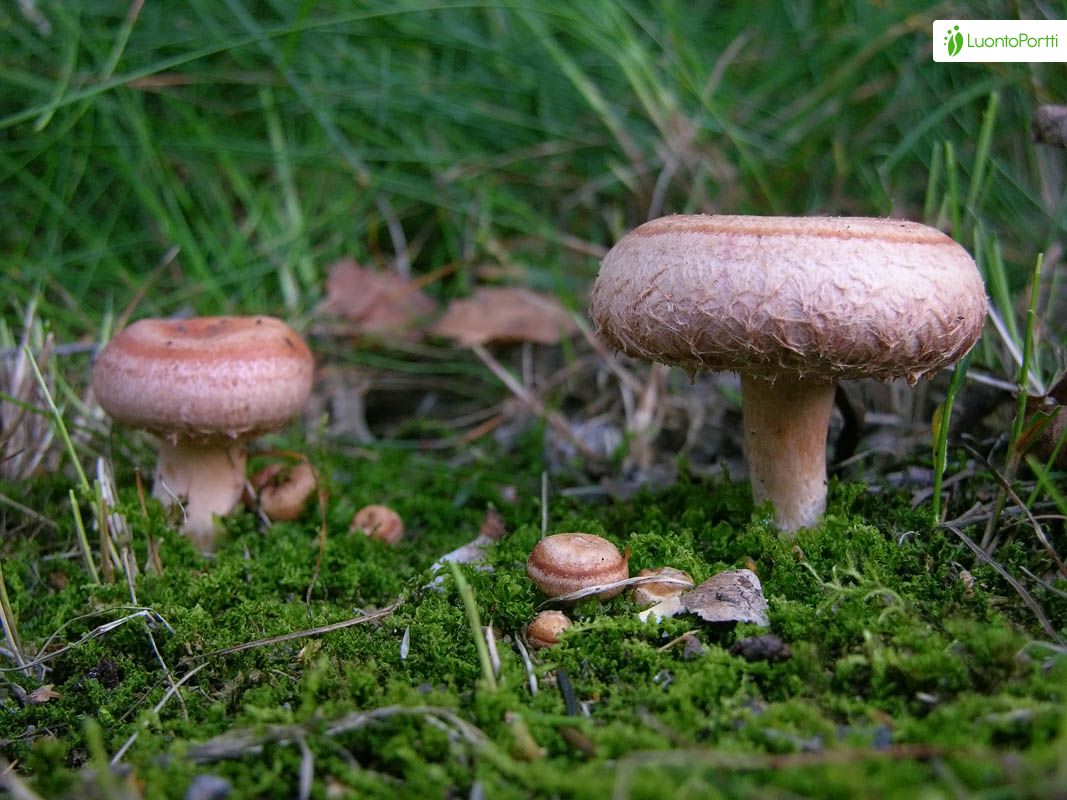 Karvarousku, Lactarius torminosus - Sienet - LuontoPortti