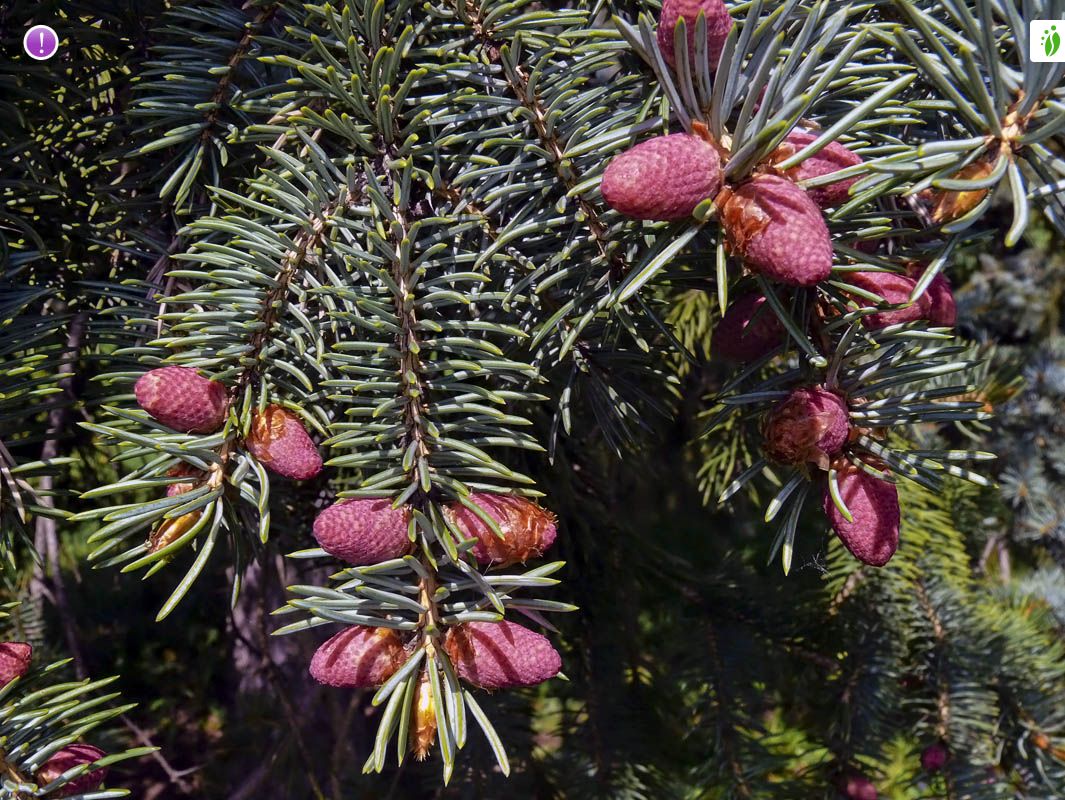 VOLVO　Abies procera　Picea abies トウヒ Picea abies - Wikipedia