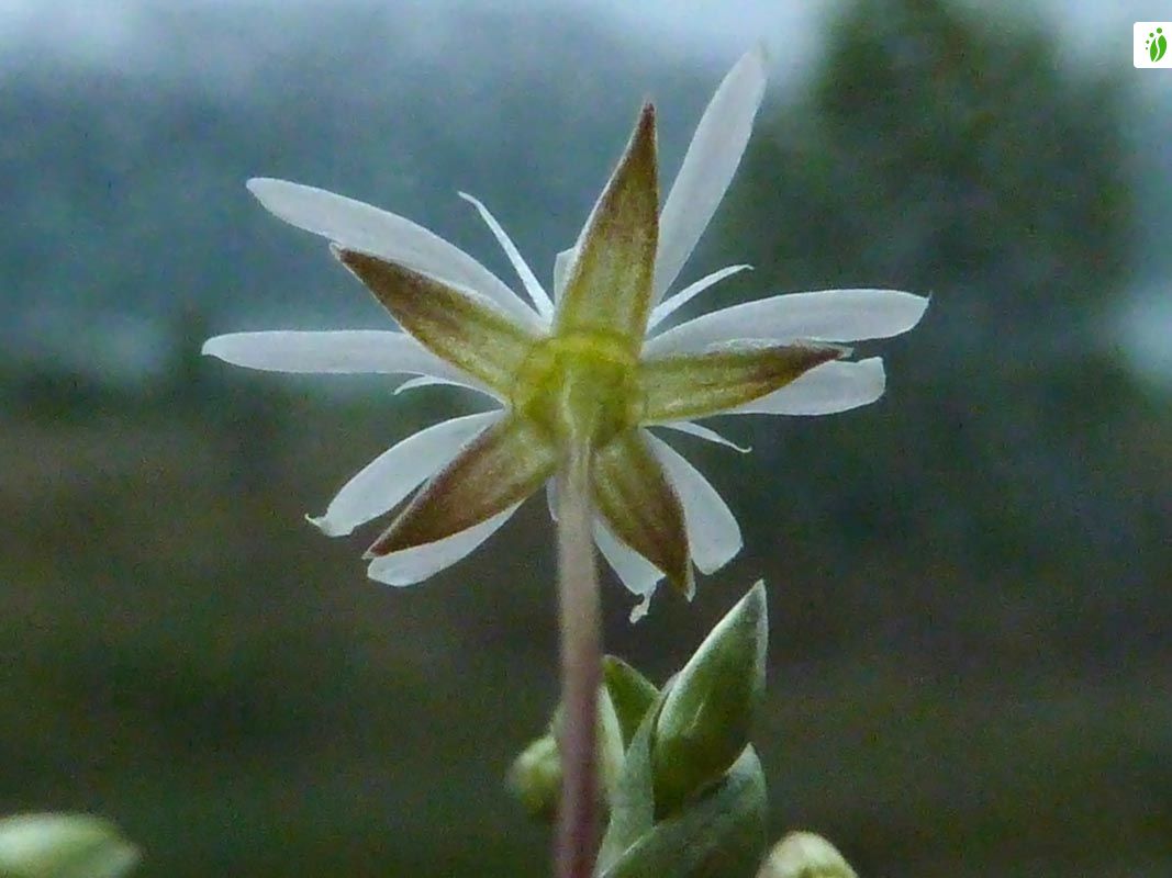 Dickblttrige Sternmiere, Stellaria crassifolia - Bltenpflanzen -  NatureGate