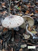 Akansieni, Chlorophyllum olivieri - Sienet - LuontoPortti