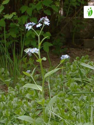 Wood Forget Me Not Myosotis Sylvatica Flowers Naturegate