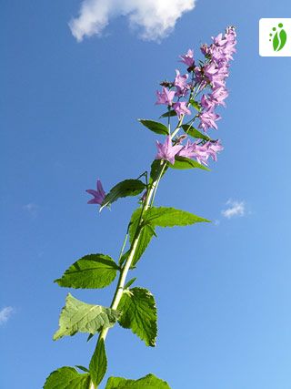 Campanillas, Campanula rapunculoides - Flores - NatureGate