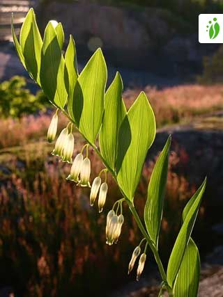 Ontdooien, ontdooien, vorst ontdooien Laboratorium pit Salomonssiegel, Polygonatum odoratum - Blütenpflanzen - NatureGate