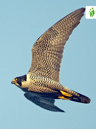 Vandrefalk, Falco peregrinus - -