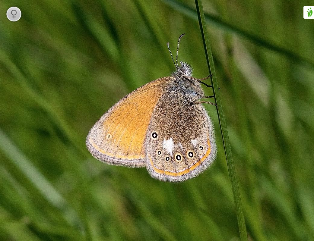 Idänniittyperhonen, Coenonympha glycerion - Perhoset - LuontoPortti