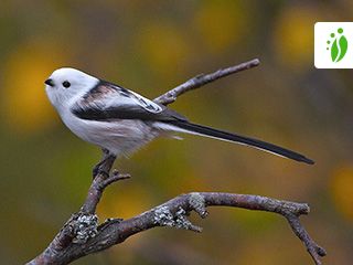 Pyrstötiainen, Aegithalos caudatus - Linnut - LuontoPortti