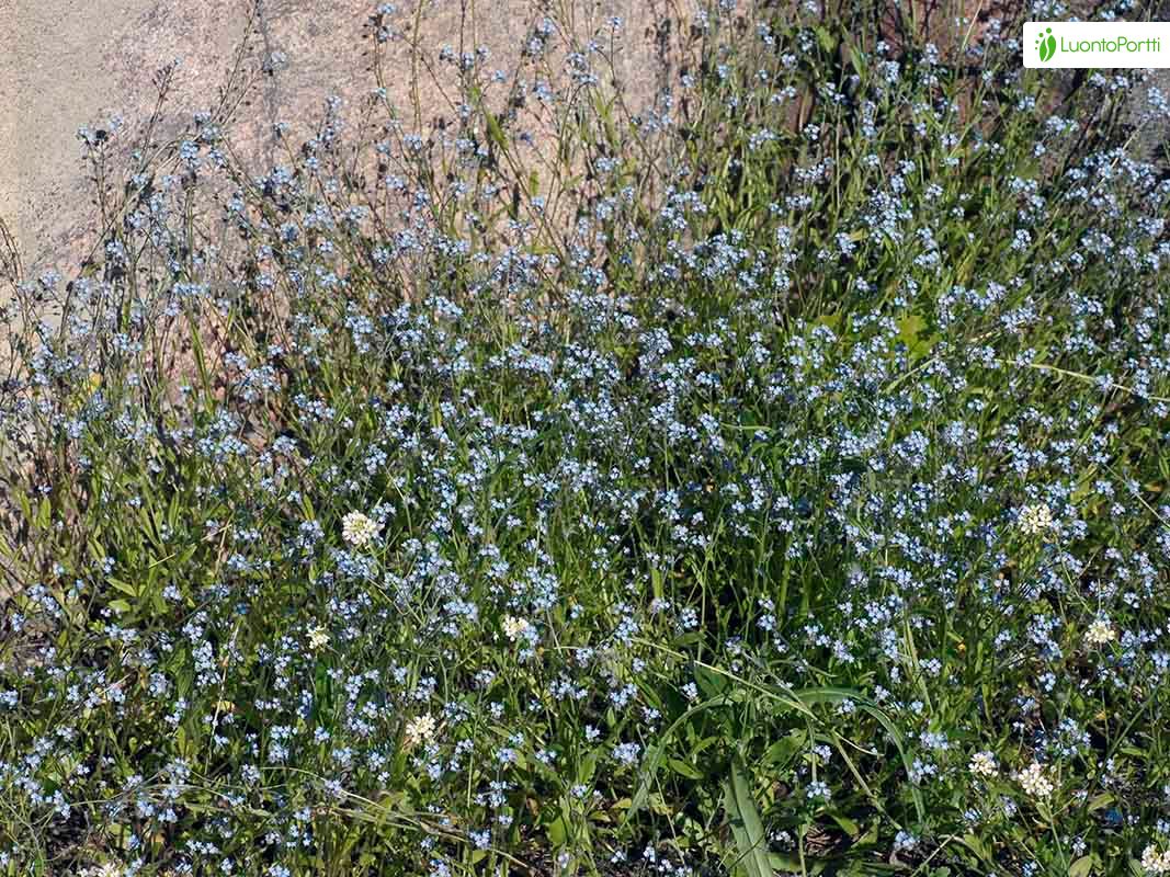 Field Forget-me-not, Myosotis arvensis - Flowers - NatureGate