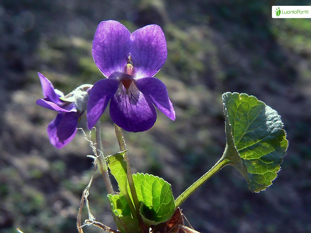 Viola odorata - Flores - NatureGate