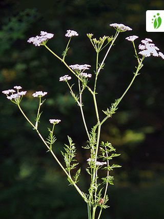 Kommen, Carum carvi Blomster -