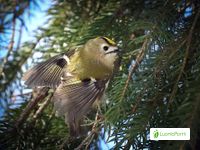 Hippiäinen, Regulus regulus - Linnut - LuontoPortti