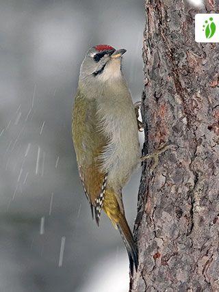 Harmaapäätikka, Picus canus - Linnut - LuontoPortti