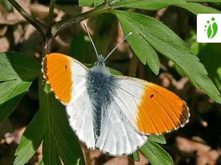 Auroraperhonen, Anthocharis cardamines - Perhoset - LuontoPortti