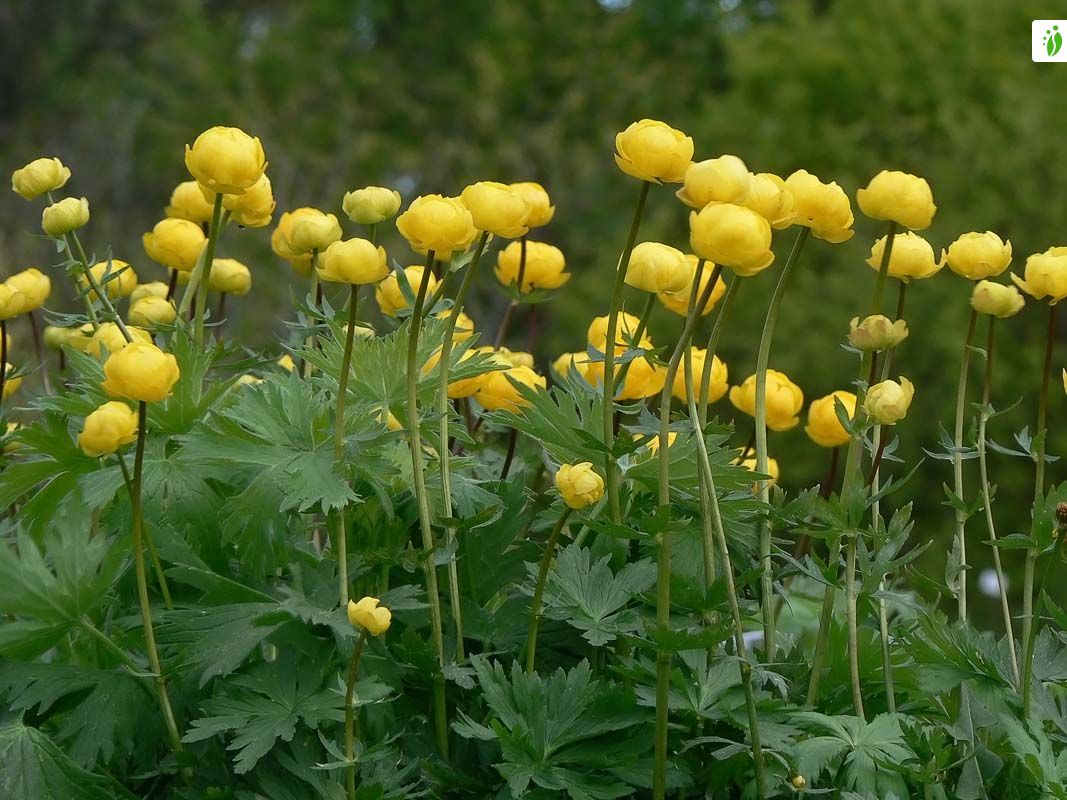 Globeflower Trollius europaeus Flowers NatureGate