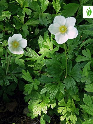 Anemone sylvestris - Flores - NatureGate