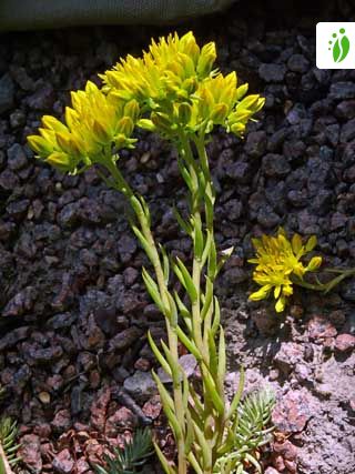 sedum rupestre