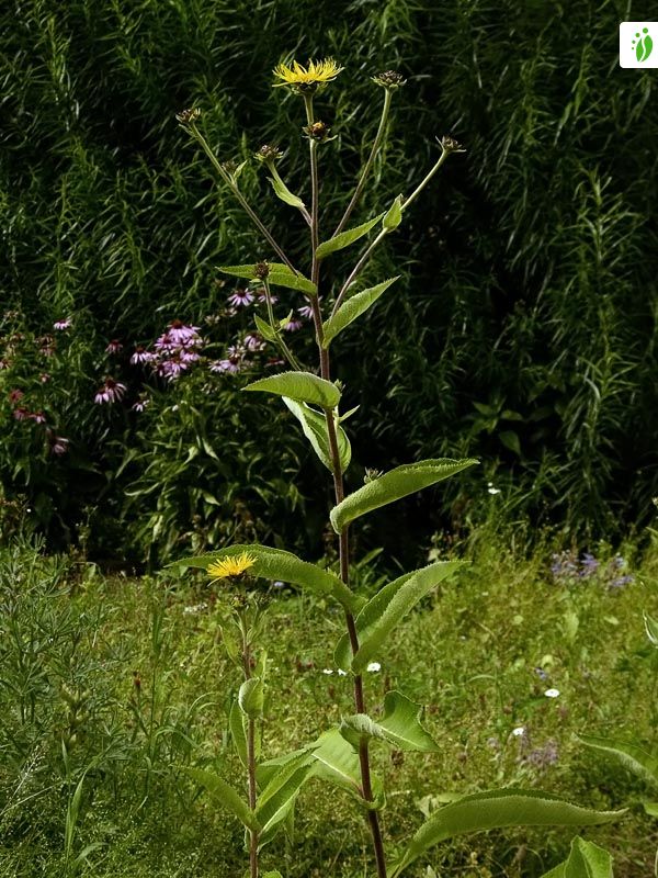 Elecampane, Inula helenium - Flowers - NatureGate