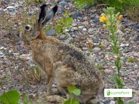 Rusakko, Lepus europaeus - Nisäkkäät - LuontoPortti