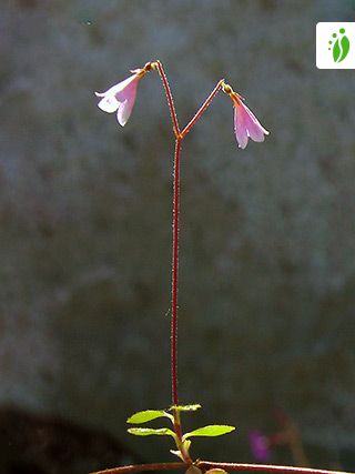 Dømme Svare Forhandle Twin Flower, Linnaea borealis - Flowers - NatureGate