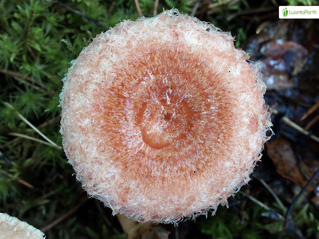 Karvarousku, Lactarius torminosus - Sienet - LuontoPortti