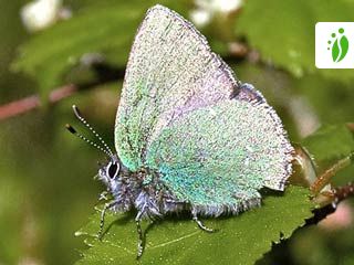 Kangasperhonen, Callophrys rubi - Perhoset - LuontoPortti