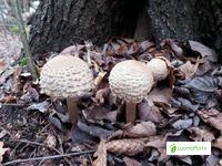 Akansieni, Chlorophyllum olivieri - Sienet - LuontoPortti