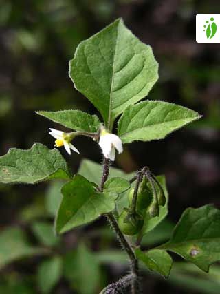 nightshade leaves