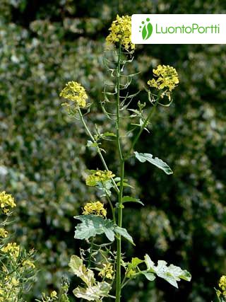 mustard plant seeds Regenerative Yellow Mustard Seed main image 1