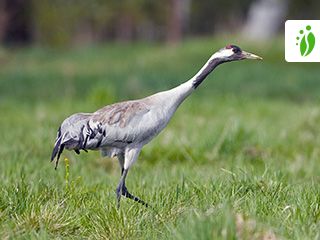 Grue cendrée - Grus grus