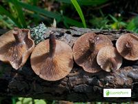 Sikurirousku, Lactarius camphoratus - Sienet - LuontoPortti