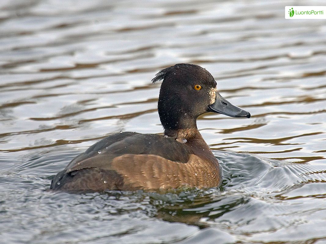 Tukkasotka, Aythya fuligula - Linnut - LuontoPortti